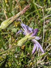 Scorzonera purpurea