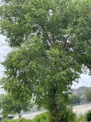 Magnoliopsida