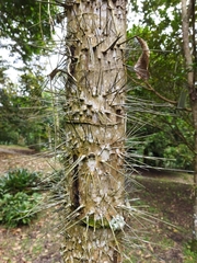 Aiphanes horrida