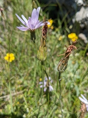 Scorzonera purpurea