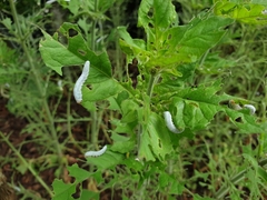 Monostegia