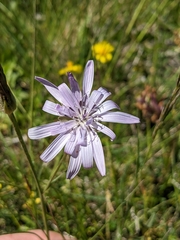 Scorzonera purpurea