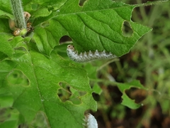 Monostegia
