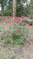 Salvia splendens