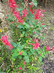 Salvia splendens