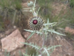 Cirsium canescens