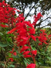 Salvia splendens