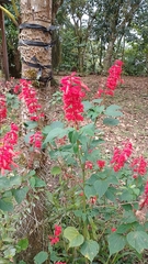Salvia splendens