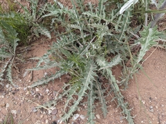 Cirsium canescens