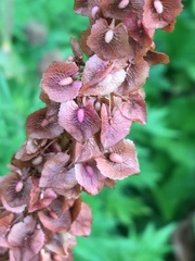Rumex cristatus