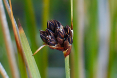 Juncus falcatus