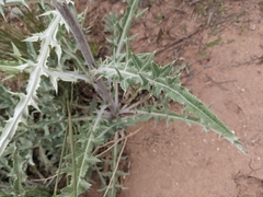 Cirsium canescens