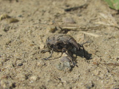 Leucophyes pedestris