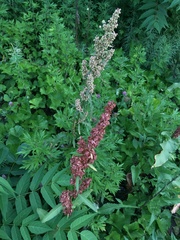 Rumex cristatus