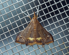 Clupeosoma