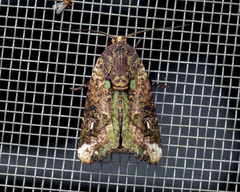 Lignispalta incertissima