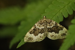 Lampropteryx suffumata