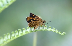 Ampittia virgata