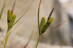 Carex lenticularis