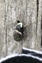 Heliophanus flavipes