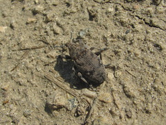 Leucophyes pedestris