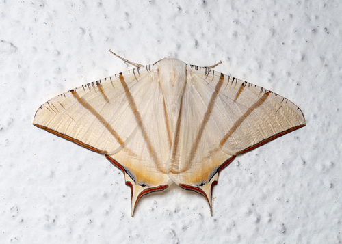 Ourapteryx claretta Holloway, 1982