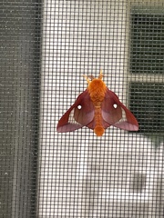 Anisota pellucida