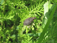 Leucophyes pedestris