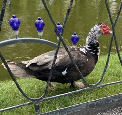 Cairina moschata domestica