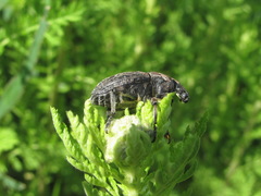 Leucophyes pedestris