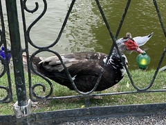 Cairina moschata domestica