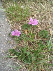 Malva sylvestris