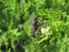 Leucophyes pedestris