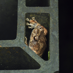 Metaphrynella pollicaris