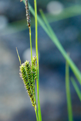 Carex lenticularis