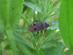 Graptopeltus validus