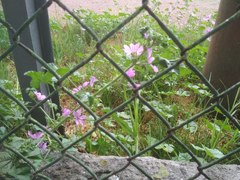 Malva sylvestris