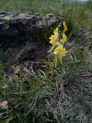 Linaria incompleta