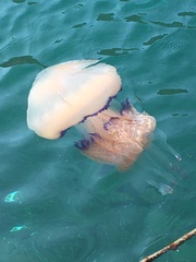 Rhizostoma pulmo