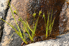 Carex lenticularis