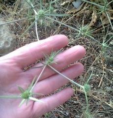 Eryngium creticum