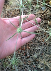 Eryngium creticum