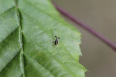 Heterotoma planicornis