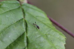 Heterotoma planicornis