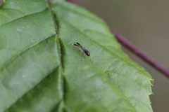 Heterotoma planicornis