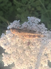 Dociostaurus maroccanus