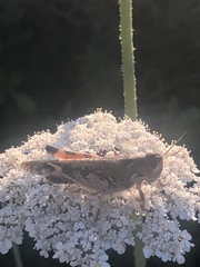 Dociostaurus maroccanus