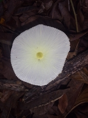 Leucocoprinus fragilissimus