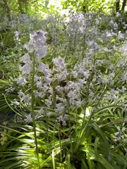 Hyacinthoides italica
