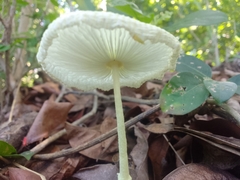 Leucocoprinus fragilissimus